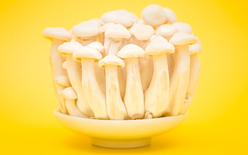 Discover the Power of Functional Mushrooms