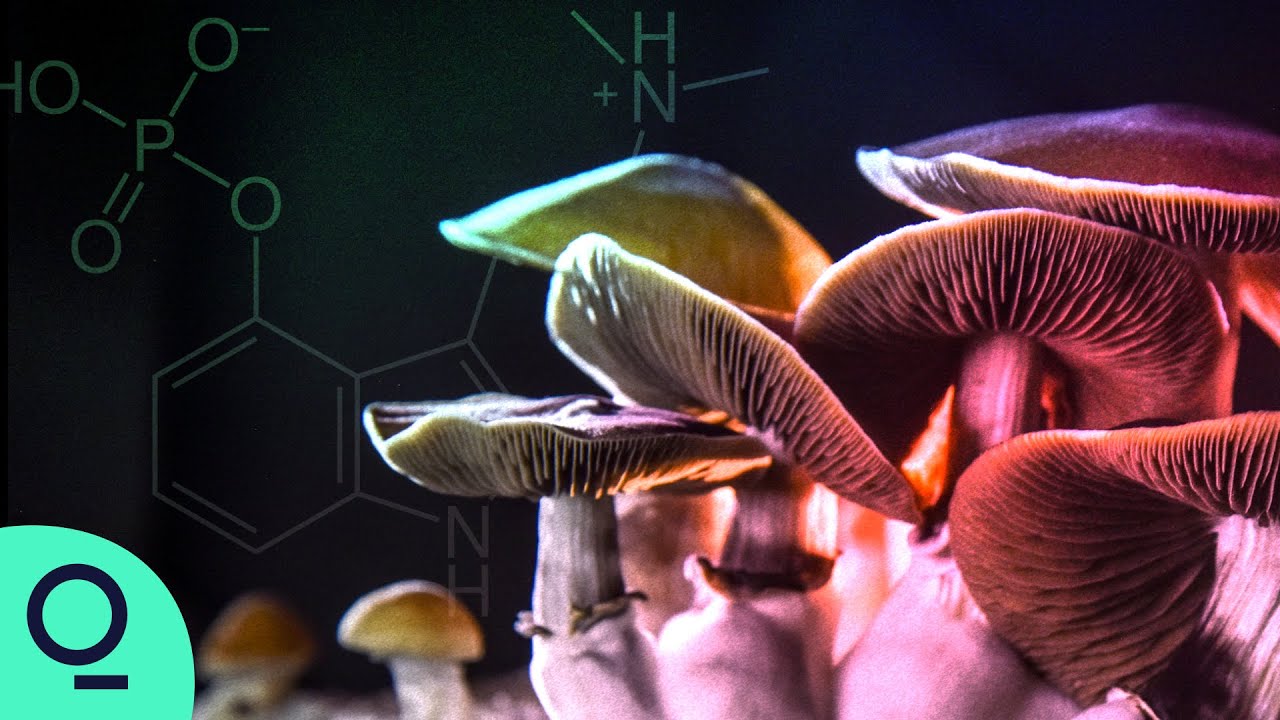 Mushrooms 101: Psychedelic, Poisonous and Edible Mushrooms